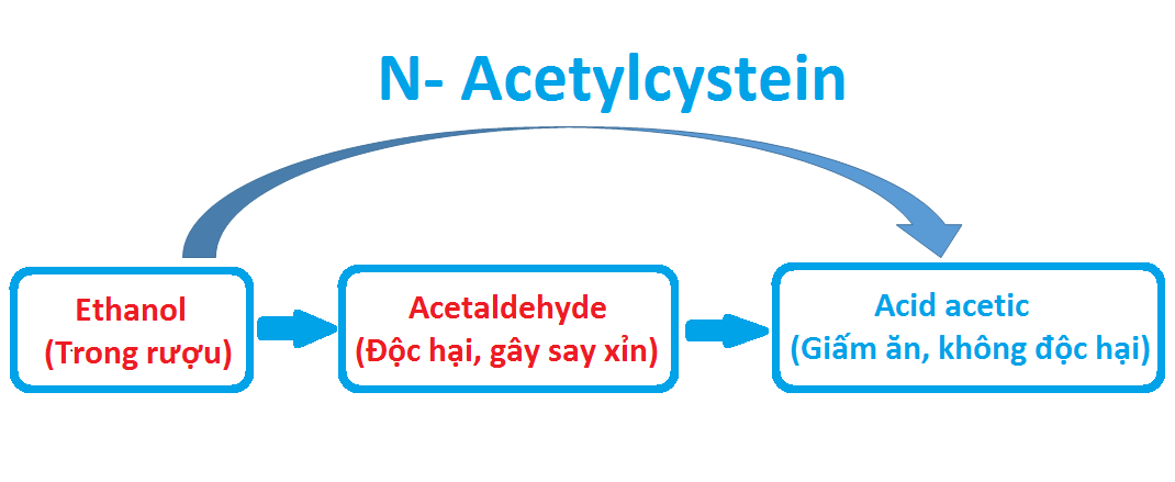   N-Acetylcystein giúp rượu chuyển hóa trực tiếp từ ethanol thành acetic acid (giấm ăn)