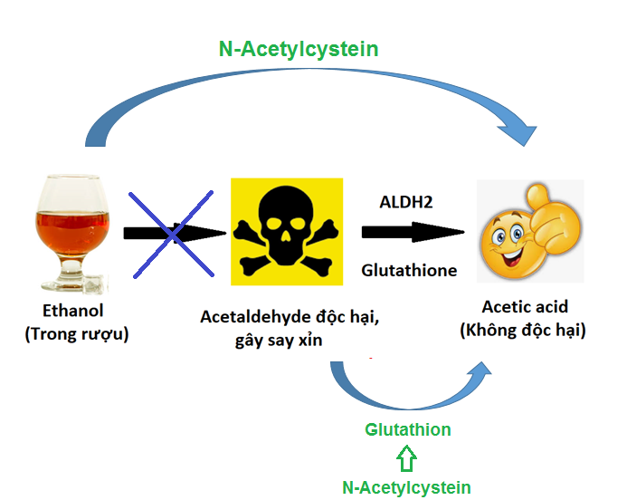 Cơ chế tác dụng của N-Acetylcystein