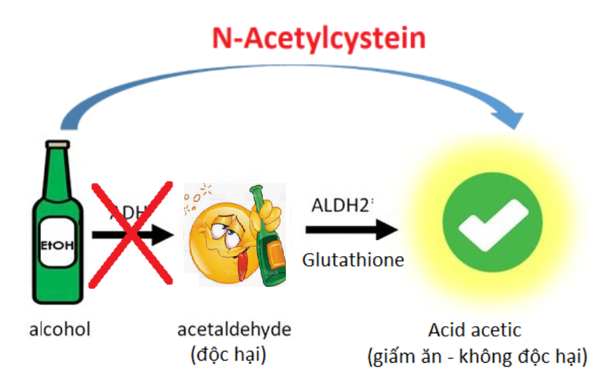 N-Acetylcystein giúp ức chế rượu chuyển hóa thành acetaldehyde