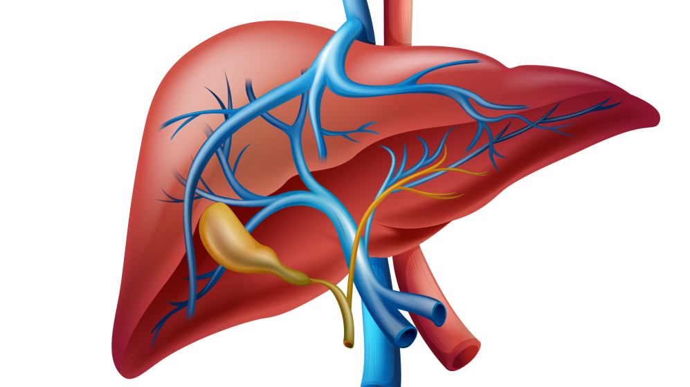 Khả năng chuyển hóa của gan là một yếu tố quyết định tửu lượng của con người