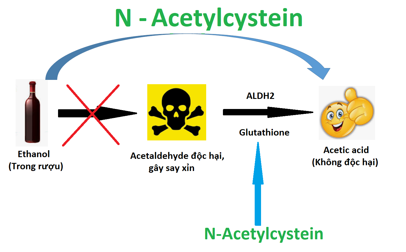  N-Acetylcysteine giúp cơ thể chuyển hóa rượu thành chất không độc hại 