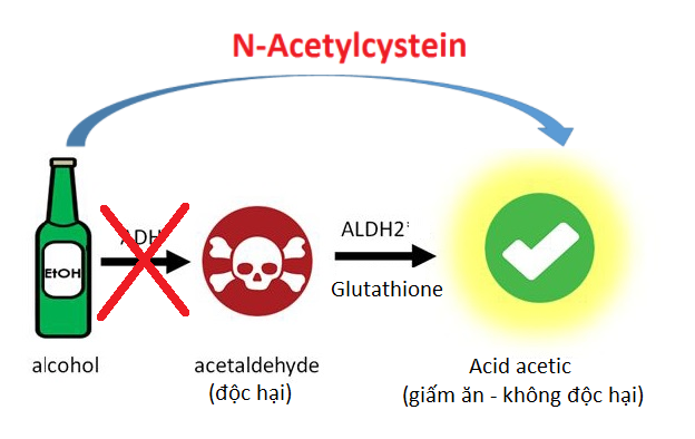 N-Acetylcysteine giúp tác động trực tiếp vào quá trình chuyển hóa rượu trong cơ thể