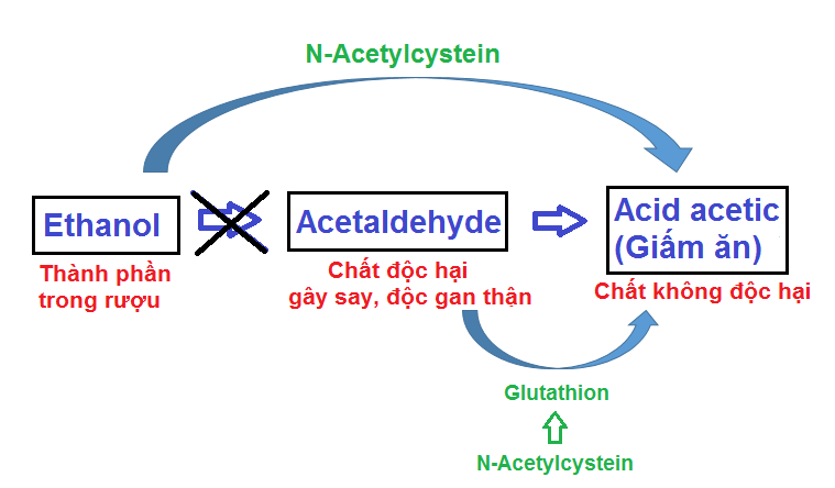 N-Acetylcystein giúp chuyển hóa rượu thành chất không độc hại