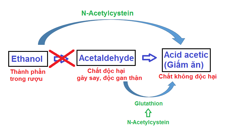 Cơ chế chuyển hóa rượu của N-Acetylcystein