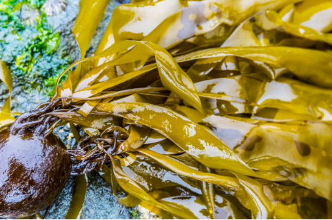 Fucoidan được chiết xuất từ loài tảo nâu nổi tiếng của Nhật Bản