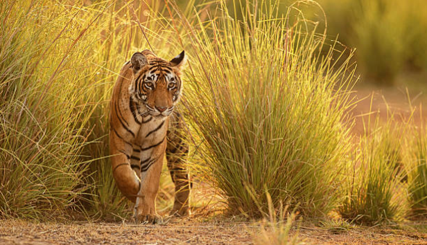 Cao hổ cốt là cao nấu hoàn toàn từ xương của loài hổ (Panthera tigris).