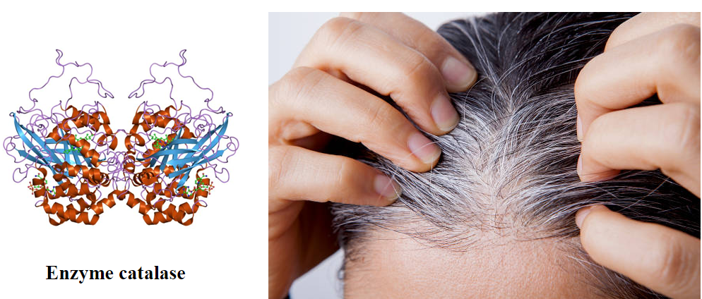 Enzyme catalase - Chìa khóa vàng đẩy lùi tình trạng tóc bạc sớm, hỗ trợ làm đen tóc tự nhiên
