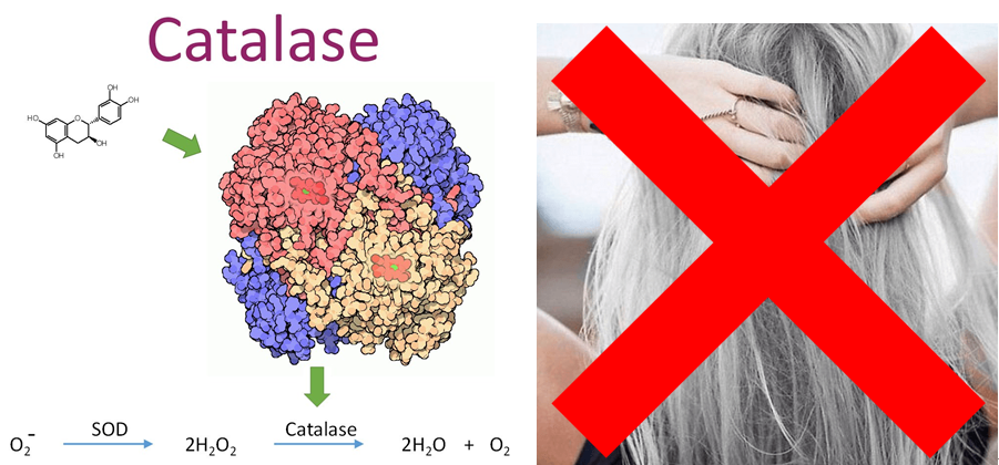 Enzyme catalase - Chìa khóa vàng đẩy lùi tình trạng tóc bạc sớm
