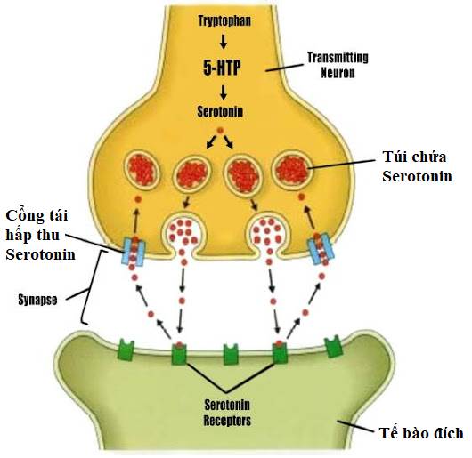 Mối liên quan giữa 5-HTP với Serotonin