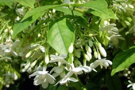 Có thể dùng mộc hoa trắng cải thiện viêm đại tràng