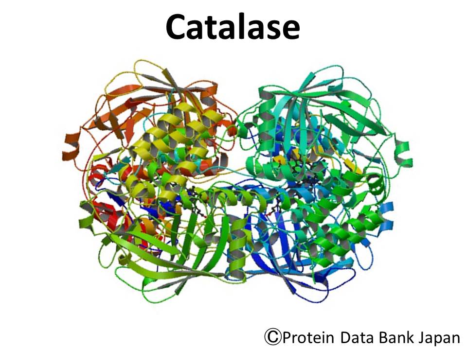 Enzyme Catalase, hướng đi mới của khoa học giúp chia tay với thuốc nhuộm tóc