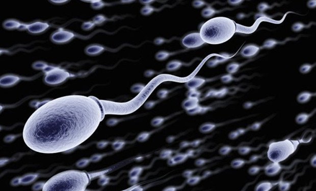 Tìm hiểu về quá trình sản sinh tinh trùng ở nam giới và bí quyết tăng chất lượng tinh trùng cùng BoniSeal